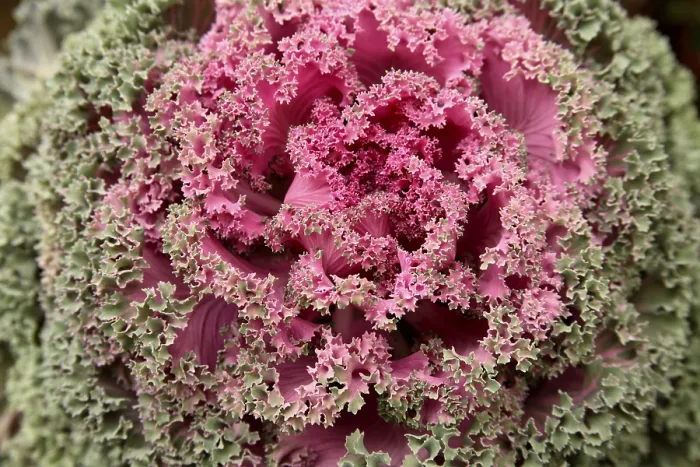 Framed Print : Flowering Kale or ornamental Cabbage Latin name Brassica oleracea species
