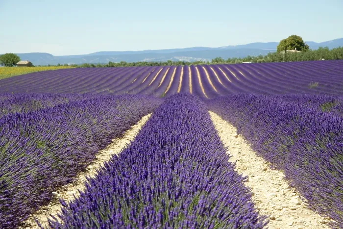 Framed Print : Flowering lavender field (Lavandula angustifolia)