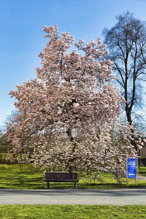 Framed Print : Flowering magnolia tree (Magnolia x soulangiana) Framed Print : Flowering magnolia tree (Magnolia x soulangiana)