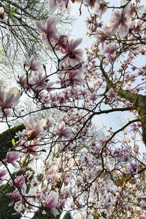 Framed Print : Flowering magnolia tree, tulip magnolia (Magnolia x soulangeana) Framed Print : Flowering magnolia tree, tulip magnolia (Magnolia x soulangeana)