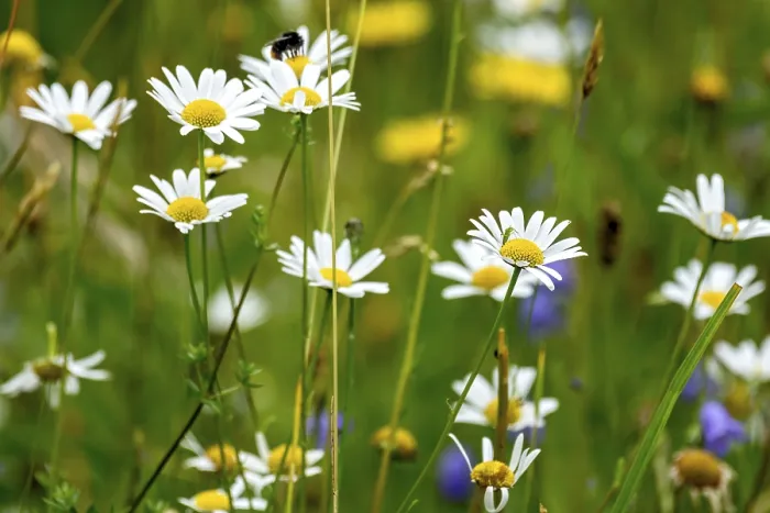 Framed Print : Flowering marguerites (Leucanthemum)