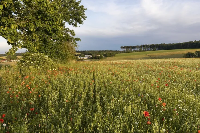 Framed Print : Flowering meadows and fields