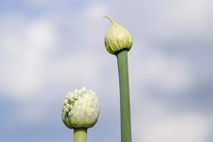 Framed Print : Flowering onions in the garden. Bud of Onion Framed Print : Flowering onions in the garden. Bud of Onion