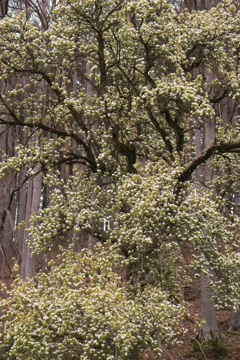 Framed Print : A flowering pear tree (Pyrus communis) in the forest