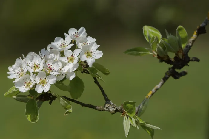 Framed Print : Flowering pear tree (Pyrus), pear