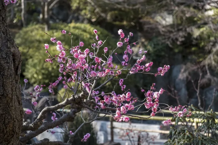 Framed Print : Flowering plum tree in a Japanese garden Framed Print : Flowering plum tree in a Japanese garden