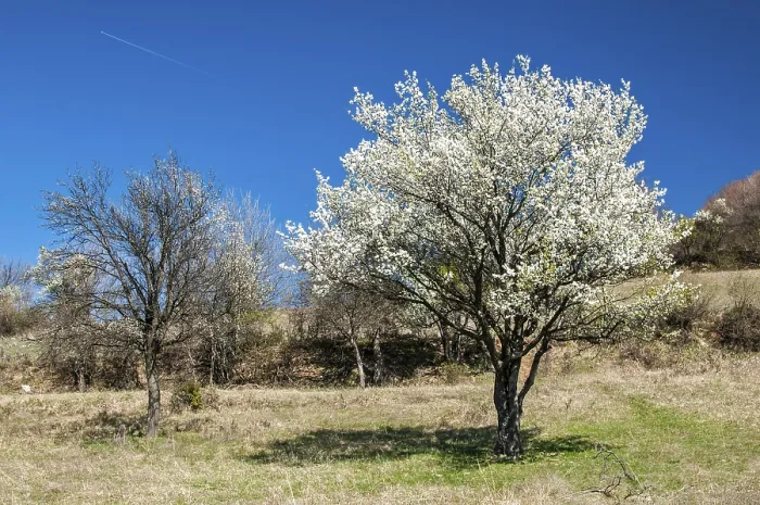 Framed Print : Flowering plum tree on springtime mountain meadow in clear sunny day
