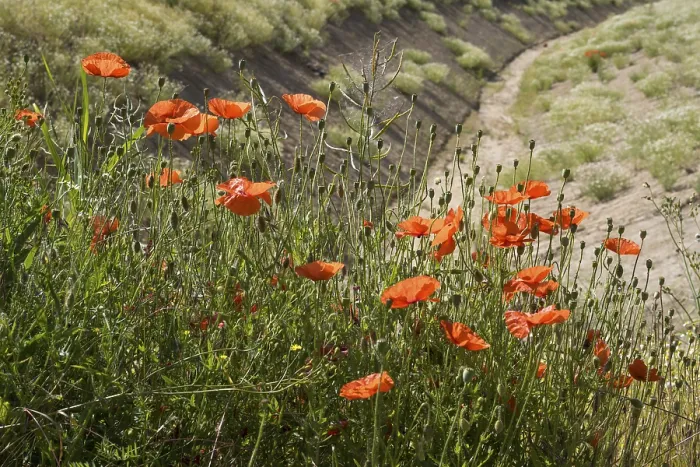 Framed Print : Flowering poppy (Papaver rhoeas)