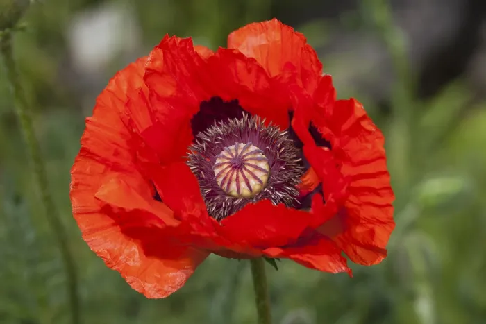 Framed Print : Flowering Pseudo-oriental Poppy (Papaver pseudo-orientale)