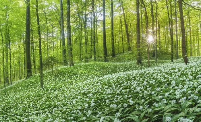 Framed Print : Flowering Ramsons (Allium ursinum)