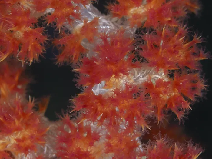 Framed Print : Flowering red tree coral (Dendronephthya) with detailed structures Framed Print : Flowering red tree coral (Dendronephthya) with detailed structures