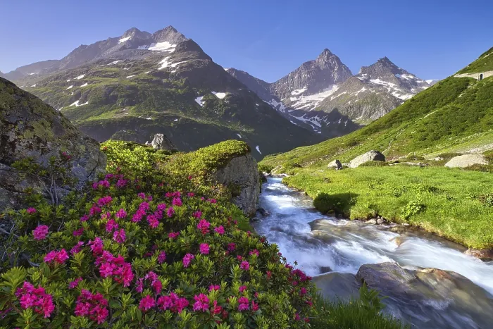 Framed Print : Flowering rusty-leaved alpenroses (Rhododendron ferrugineum) by a mountain stream on the Susten Pass