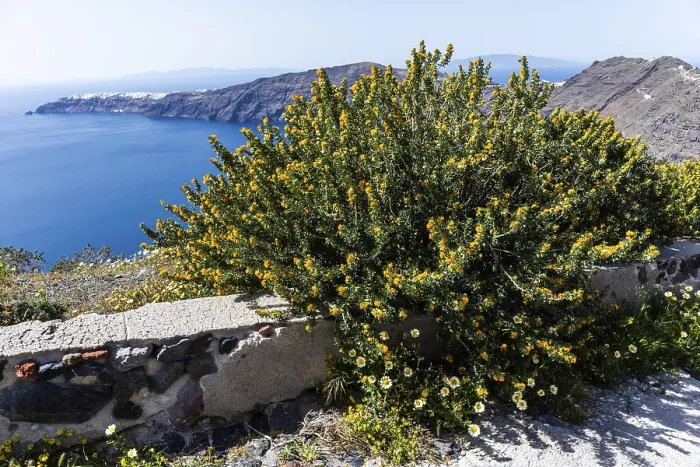 Framed Print : Flowering shrub, landscape of the caldera