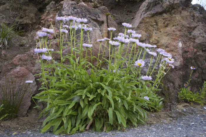 Framed Print : Flowering subalpine fleabane (Erigeron peregrinus) Framed Print : Flowering subalpine fleabane (Erigeron peregrinus)