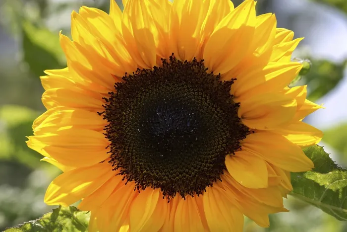 Framed Print : Flowering sunflowers (Helianthus) Framed Print : Flowering sunflowers (Helianthus)