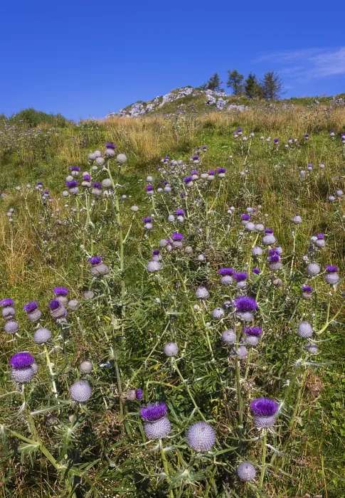 Framed Print : Flowering thistles on the summit of the Einberg Framed Print : Flowering thistles on the summit of the Einberg