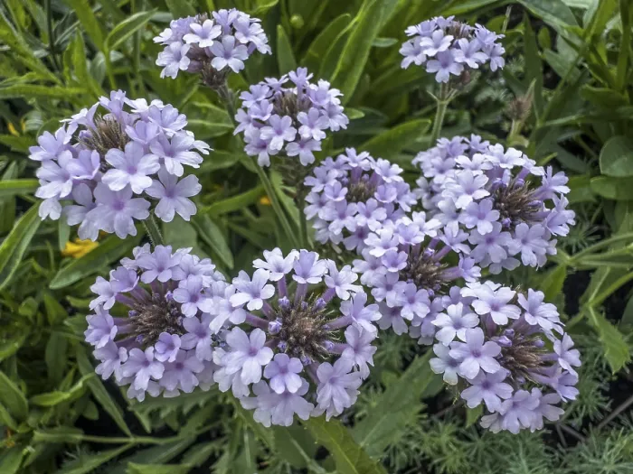 Framed Print : Flowering Verbena (Verbena rigida Polaris) Framed Print : Flowering Verbena (Verbena rigida Polaris)