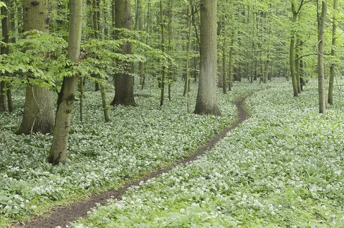 Framed Print : Flowering wild garlic (Allium ursinum) and path in a deciduous forest