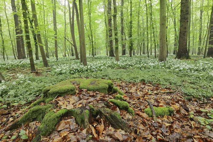 Framed Print : Flowering wild garlic (Allium ursinum) and tree root in a deciduous forest