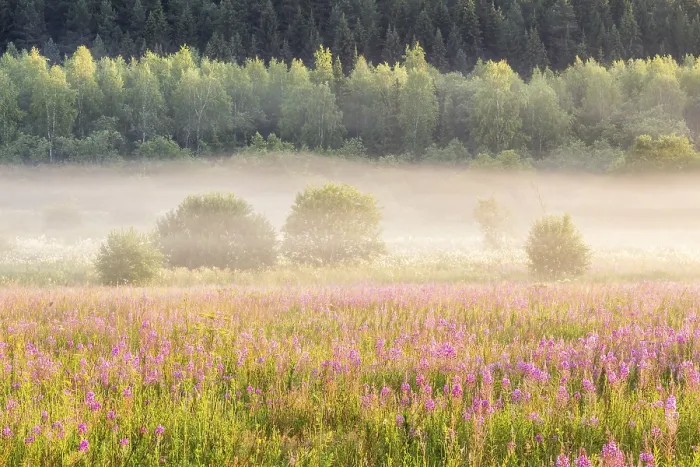 Framed Print : Flowers, bushes and forest on a background in the misty autumn morning Framed Print : Flowers, bushes and forest on a background in the misty autumn morning