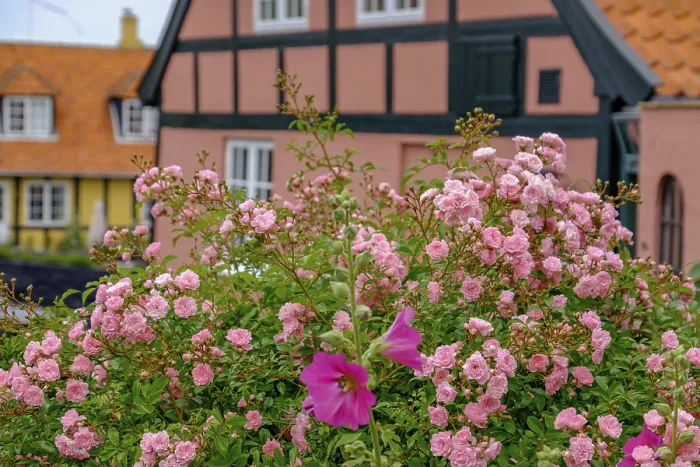 Framed Print : Flowers in front of a half-timbered house with black beams and white windows Framed Print : Flowers in front of a half-timbered house with black beams and white windows