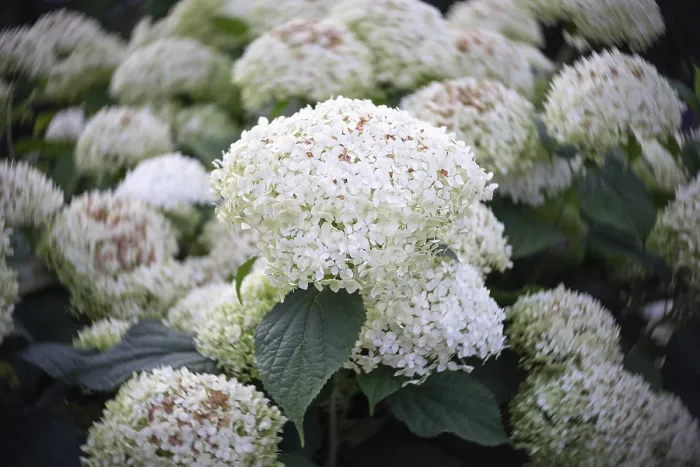 Framed Print : Flowers of Hydrangea arborescens Framed Print : Flowers of Hydrangea arborescens