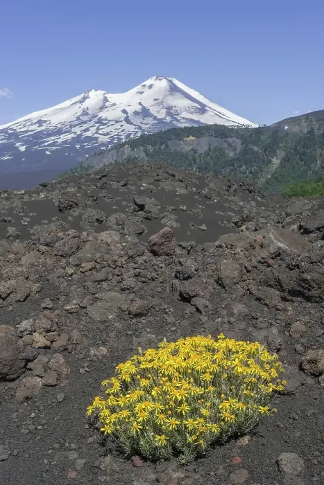 Framed Print : Flowers on a lava field and Llaima volcano