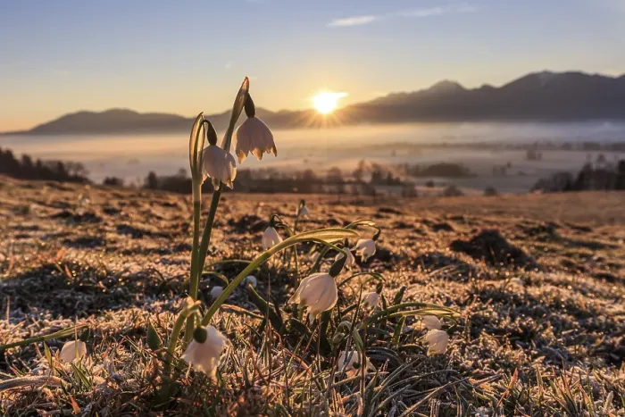 Framed Print : Flowers at sunrise, frost, fog Framed Print : Flowers at sunrise, frost, fog