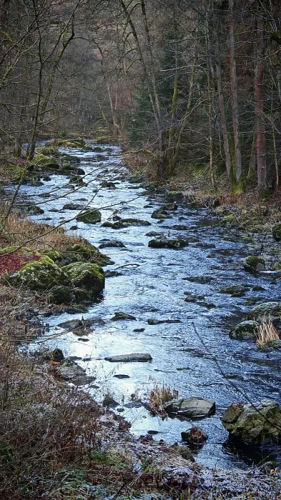 Framed Print : Flowing stream with stones and thick trees on both sides Framed Print : Flowing stream with stones and thick trees on both sides