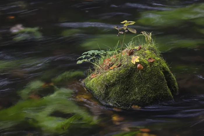 Framed Print : Flowing water with ferns and rocks in the Edmunds Gorge in autumn