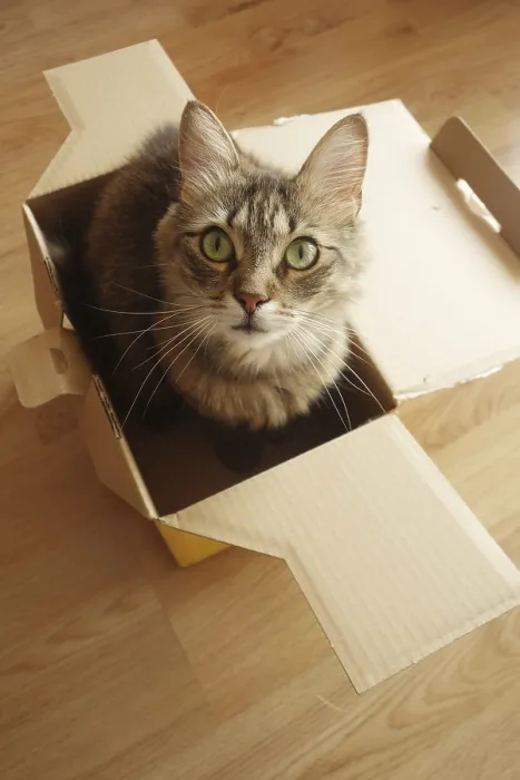 Framed Print : A fluffy cat with green eyes sits inside an open cardboard box on a wooden floor