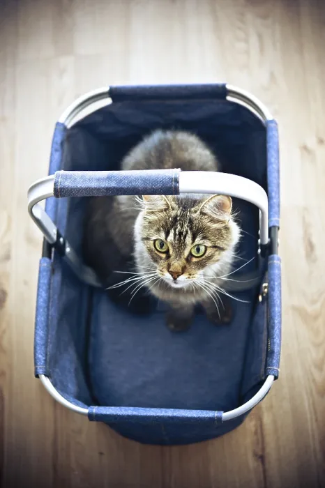 Framed Print : A fluffy cat sits in a denim basket on a wooden floor