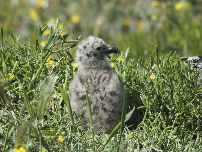 Framed Print : A fluffy chick of Mediterranean gull (Larus michahellis) sits in the dense grass