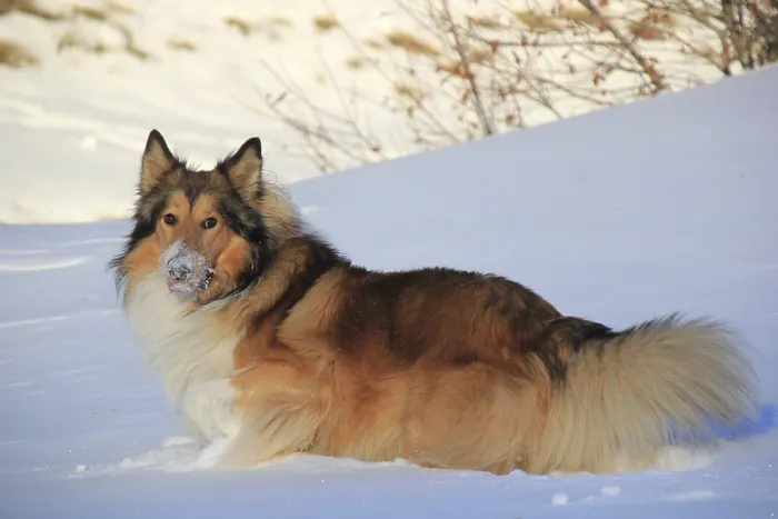 Framed Print : A fluffy dog lying in the snow with snow on its snout Framed Print : A fluffy dog lying in the snow with snow on its snout