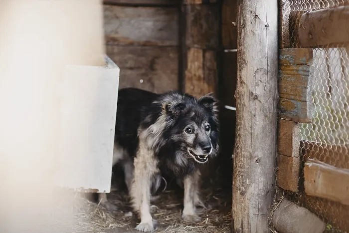 Framed Print : A fluffy dog stands in a wooden kennel