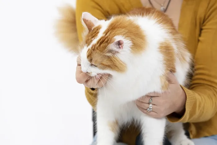 Framed Print : A fluffy ginger and white cat is being gently held in a warm embrace Framed Print : A fluffy ginger and white cat is being gently held in a warm embrace