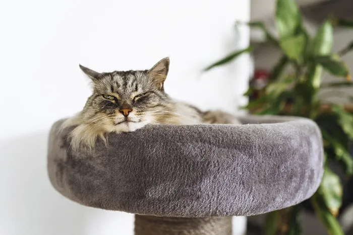 Framed Print : Fluffy gray cat sleeps comfortably on cat tree pillow scratching post Framed Print : Fluffy gray cat sleeps comfortably on cat tree pillow scratching post