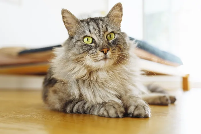 Framed Print : Fluffy gray domestic cat lies lazily on parquet floor
