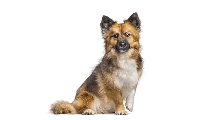 Framed Print : Fluffy mixed breed dog sitting on white background looking at camera