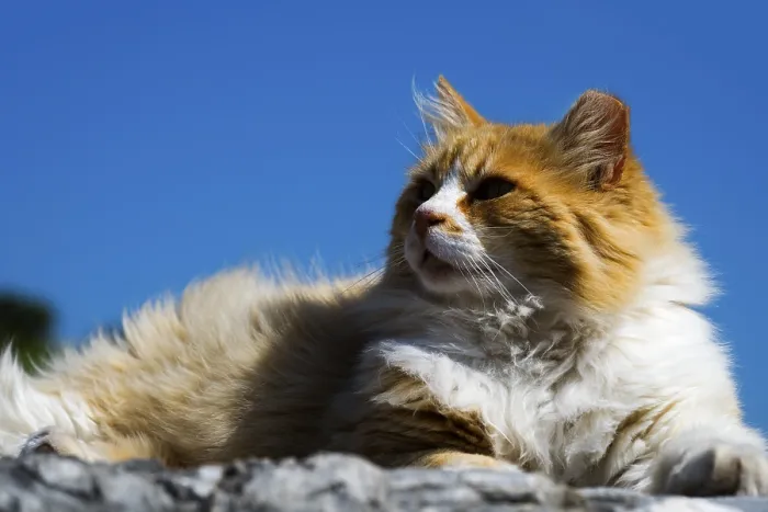 Framed Print : A fluffy orange and white cat lies relaxed in the sun under a blue sky Framed Print : A fluffy orange and white cat lies relaxed in the sun under a blue sky