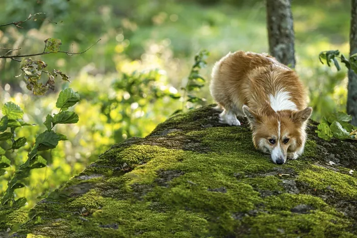 Framed Print : A fluffy pembroke welsh corgi on a large mossy rock in the forest