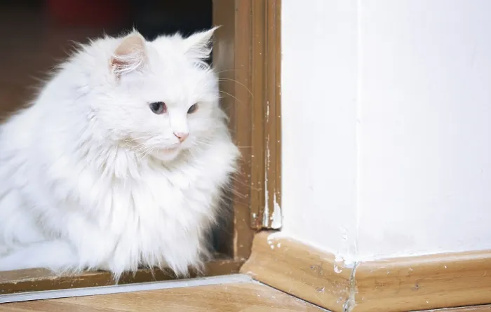 Framed Print : Fluffy white cat sitting on a floor