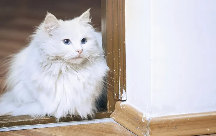 Framed Print : Fluffy white cat sitting on a floor