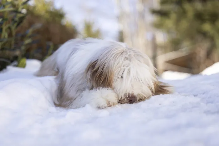 Framed Print : Fluffy young bearded collie resting in fresh snow outdoors