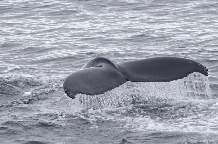 Framed Print : Fluke of a diving Humpback Whale (Megaptera novaeangliae)