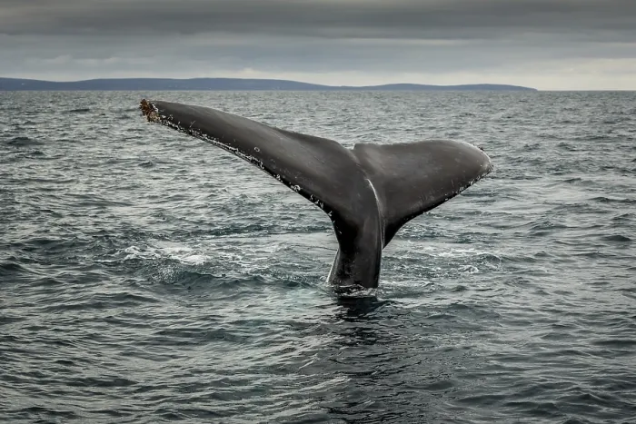Framed Print : Fluke of a Southern Right Whale (Eubalaena australis)