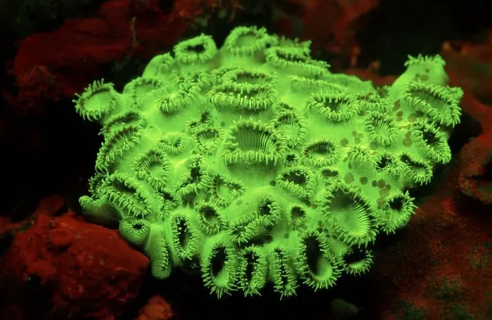 Framed Print : Fluoresce Coral zoanthid, Coral fluorescenc Palythoa tuberculosa