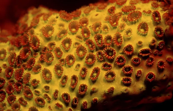 Framed Print : Fluoresce hard coral, Coral fluorescenc