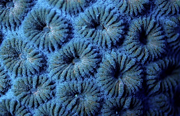 Framed Print : Fluorescence light of a Hard Coral Madreporaria Framed Print : Fluorescence light of a Hard Coral Madreporaria