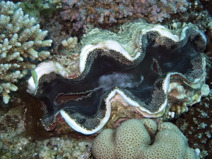 Framed Print : Fluted giant clam - Tridacna squamosa